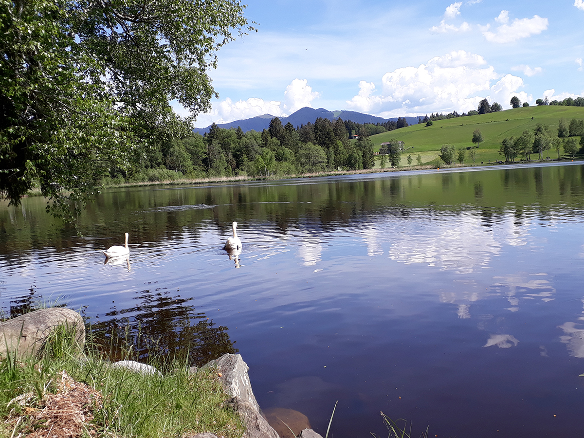 Schwäne am See